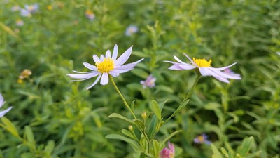 【精彩定格】+花開美麗