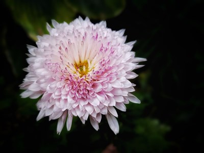 【精彩定格】+秋菊