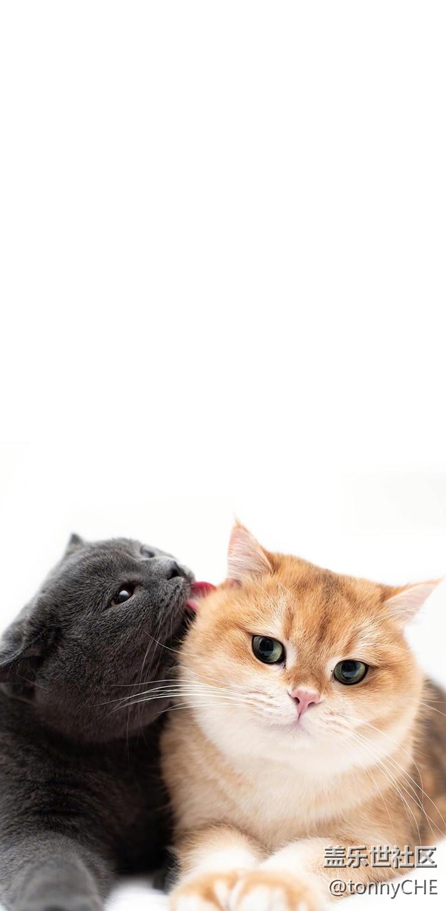 比FOLD2多了張卡