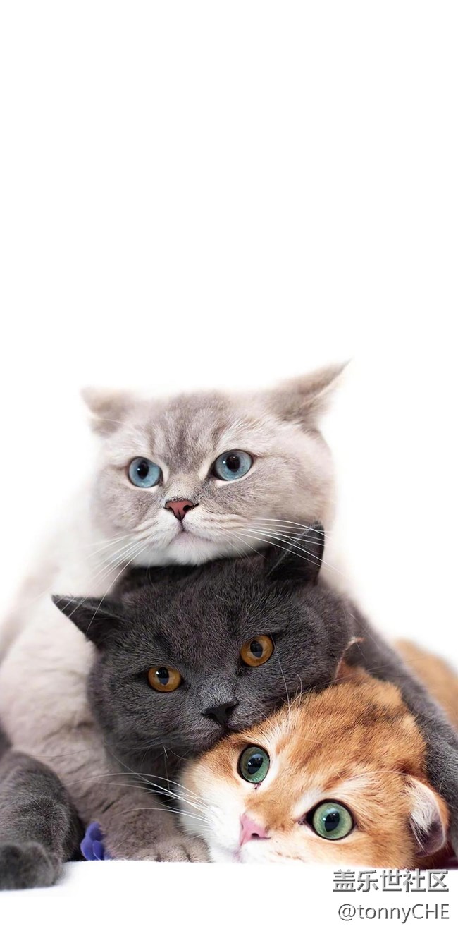 比FOLD2多了張卡