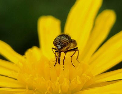 寒冬來(lái)臨之前的精彩——花兒與昆蟲(chóng)