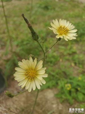 s10e確實(shí)還能再戰(zhàn)