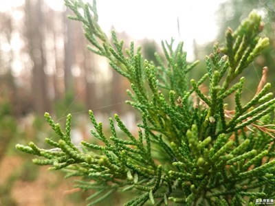 【心動的瞬間】+葉