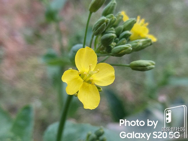 三星S20微距模式直出