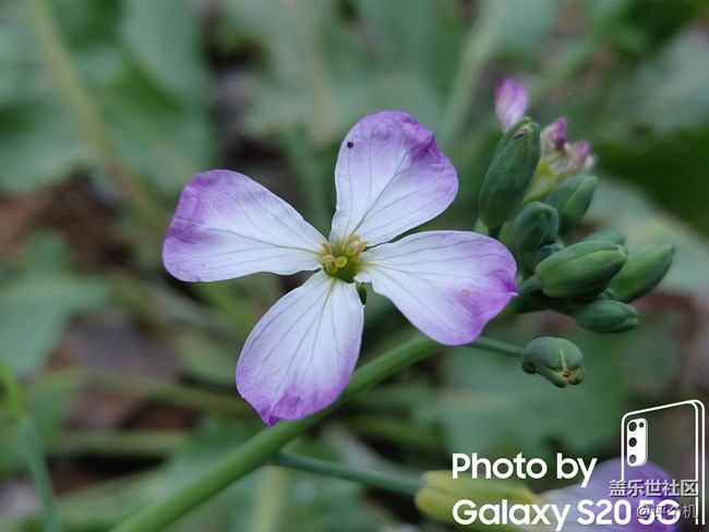 三星S20微距模式直出