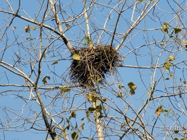 【Galaxy Note20星粉體驗團】“常規(guī)“但不平庸