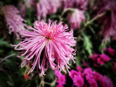 【心動(dòng)的瞬間】+競(jìng)相開放