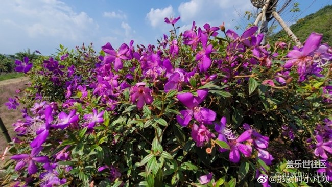 三星Galaxy Note20 Ultra拍照驚艷