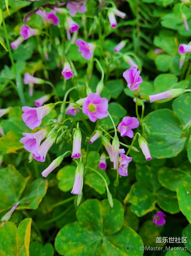 【Galaxy S20 FE星粉體驗團】