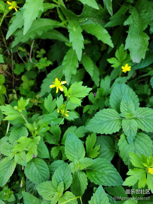 【Galaxy S20 FE星粉體驗團】