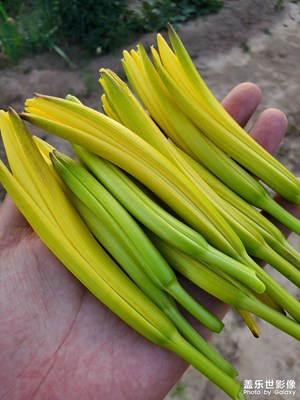 黃花菜又叫什么名呢？