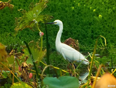 【與美好相遇】+偶遇白鷺