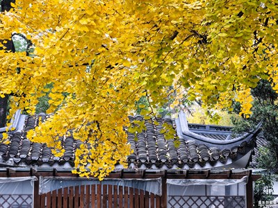 【難忘2020】+一葉（夜）知冬