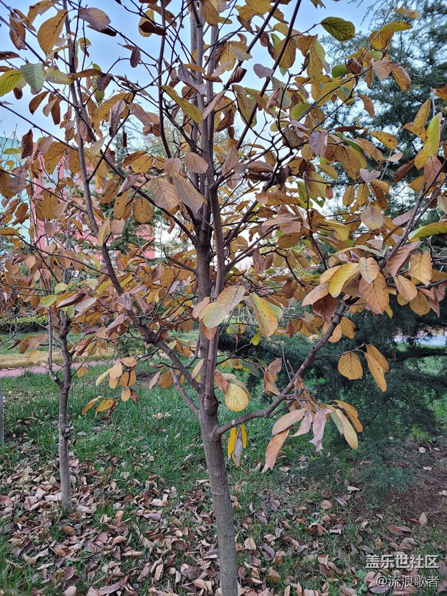 【Galaxy S20 FE星粉體驗團】不得不選 值得優(yōu)選