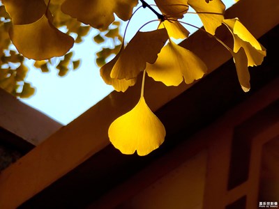 【難忘2020】+葉如絲，入心弦。