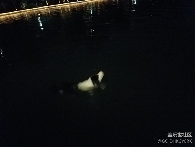 夜游的狗狗