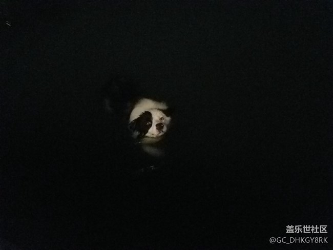 夜游的狗狗