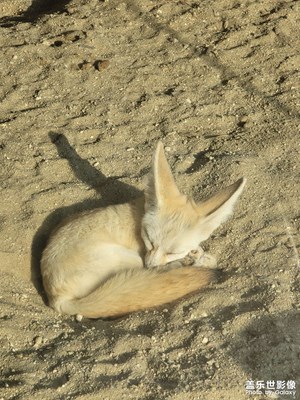 【難忘2020】和兒子一起逛動物園