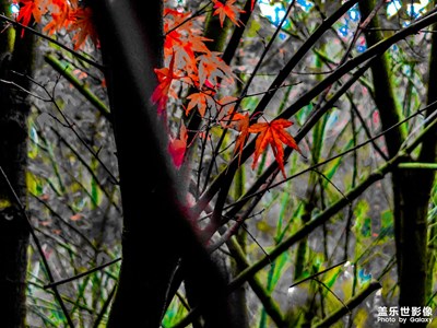 紅楓葉??