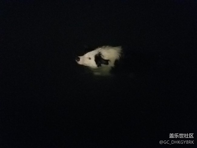 夜游的狗狗