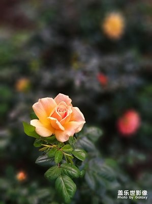 [難忘2020]——那些花兒