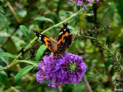 【幸福生活】+蝶戀花