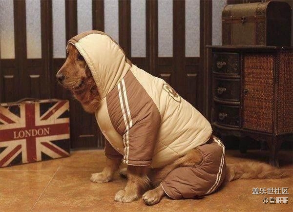 【12月寵物活動(dòng)第二期】- 冬天怎樣給寵物保暖呢？