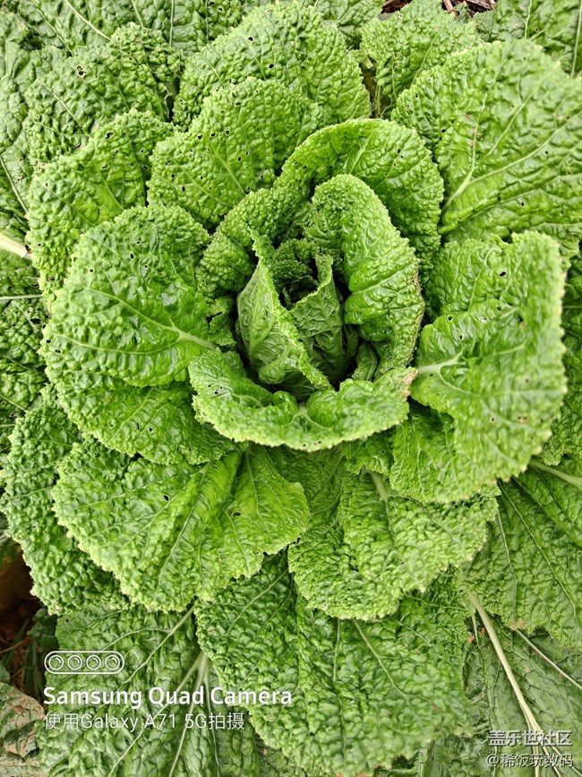 三星A71隨手拍照，6400萬(wàn)高清像素輕松拍大片