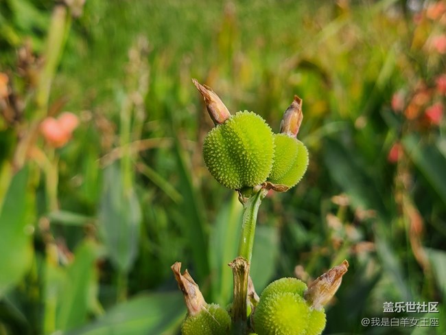三星Galaxy S20微距鏡頭下的花~