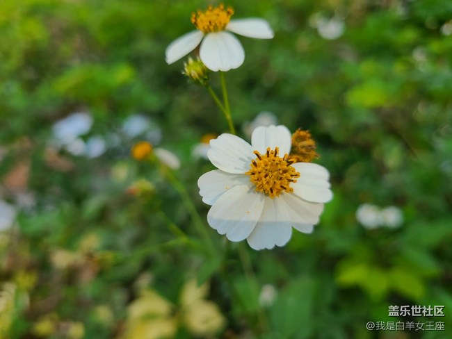 三星Galaxy S20微距鏡頭下的花~