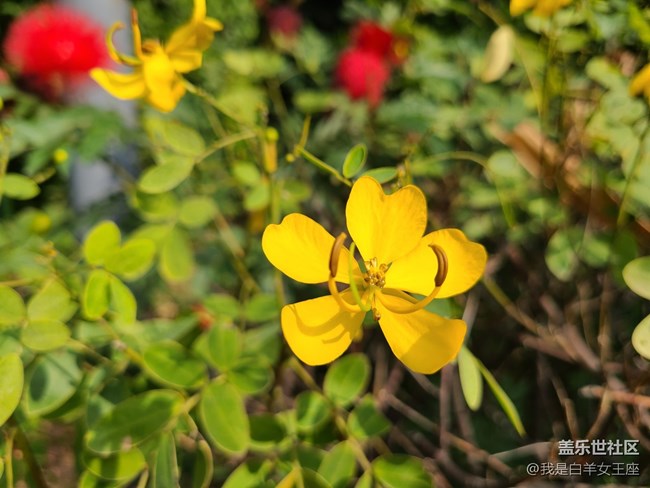 三星Galaxy S20微距鏡頭下的花~
