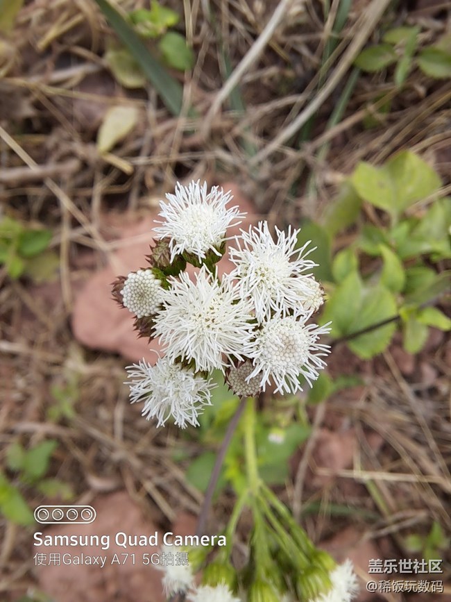 三星A71微距拍攝很給力，效果非常好