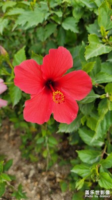 美麗的花兒