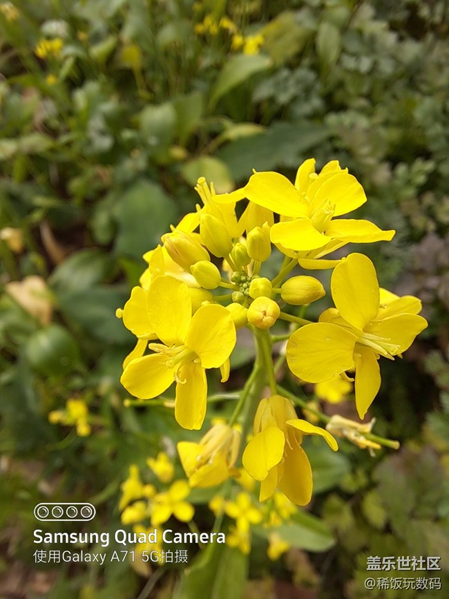 三星A71微距拍攝很給力，效果非常好