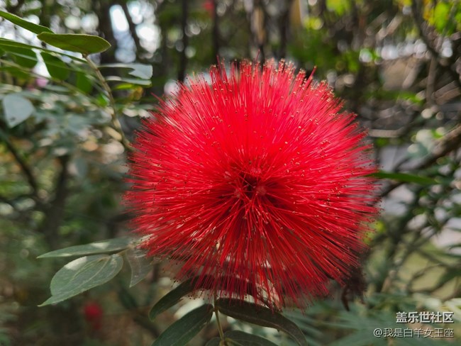 三星Galaxy S20微距鏡頭下的花~