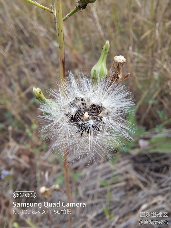 三星A71微距拍攝很給力，效果非常好