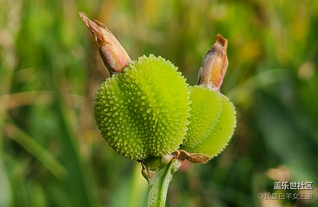 三星Galaxy S20微距鏡頭下的花~