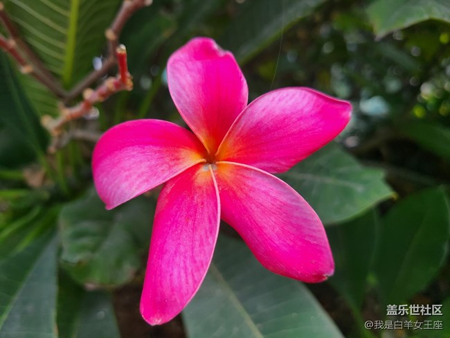 三星Galaxy S20微距鏡頭下的花~