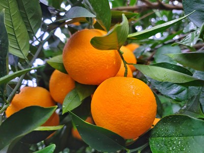 【幸福生活】+收獲的喜悅