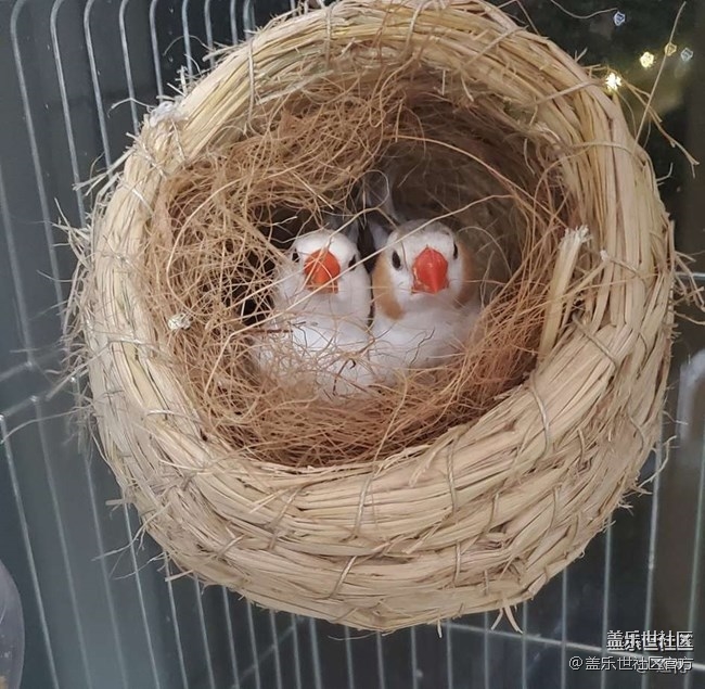 《每周星鮮事》 第52期: