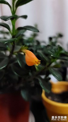 這是金魚花？