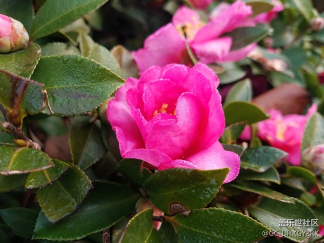 寒冬盛開的茶花