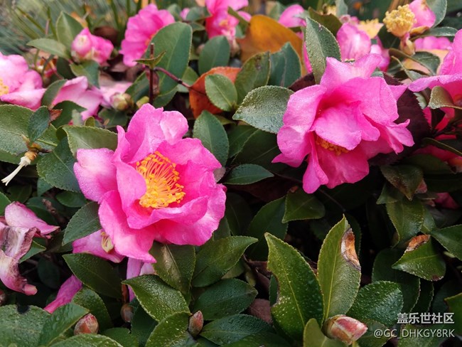 寒冬盛開的茶花