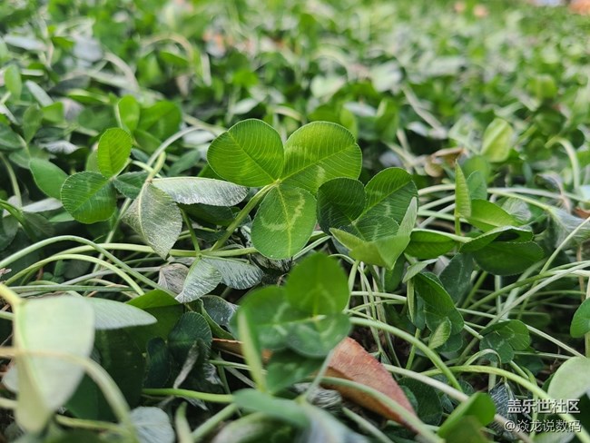 【微距作品】求2-4圖中紅色小漿果的名字，感覺非常好看