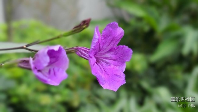 1.08億四攝鏡頭魅力，三星S20 Ultra微距樣張