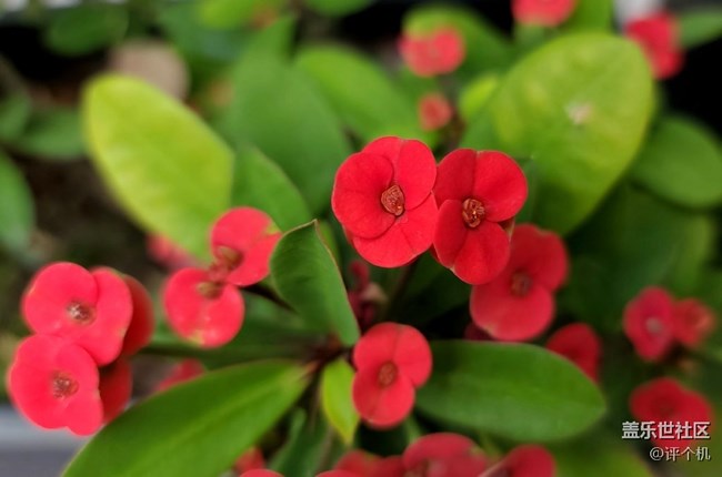 1.08億四攝鏡頭魅力，三星S20 Ultra微距樣張