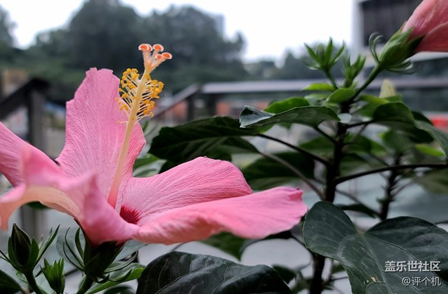 1.08億四攝鏡頭魅力，三星S20 Ultra微距樣張