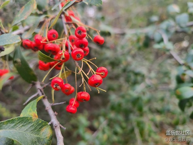 【微距作品】求2-4圖中紅色小漿果的名字，感覺非常好看