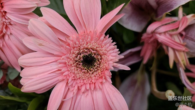 1.08億四攝鏡頭魅力，三星S20 Ultra微距樣張