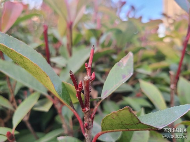 【微距作品】求2-4圖中紅色小漿果的名字，感覺非常好看